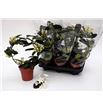 Pl. stephanotis floribunda 40cm x8 - STEFLO81240