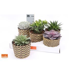 Pl. succulenten mixto 14cm x5 - SUCMIX51414