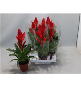 Pl. vriesea twinkle 35cm x9 - VRITWI951035