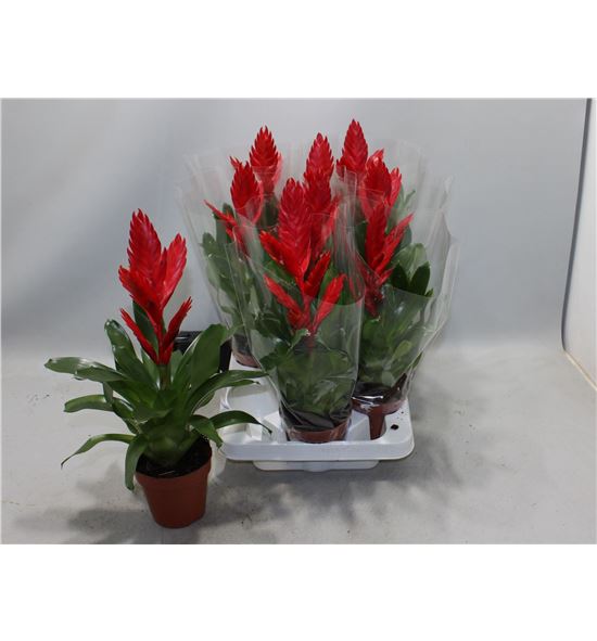 Pl. vriesea twinkle 35cm x9 - VRITWI951035