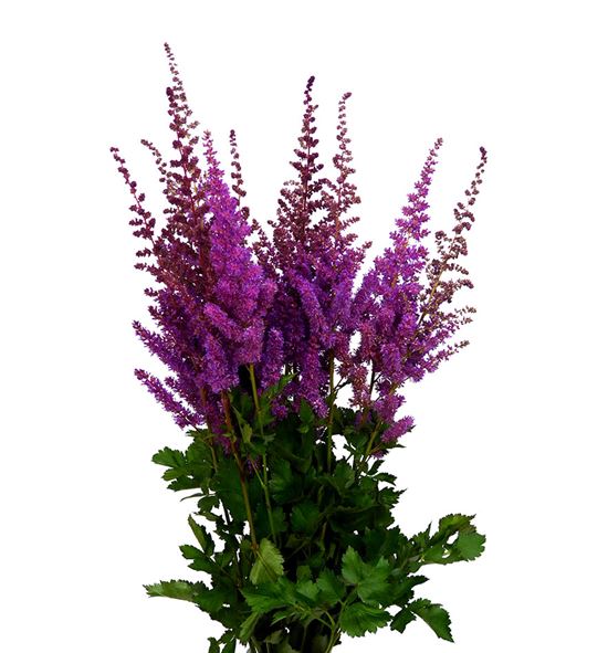 Astilbe black and blue 60 - ASTBLABLU