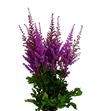 Astilbe black and blue 60 - ASTBLABLU