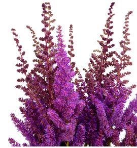 Astilbe black and blue 60 - ASTBLABLU