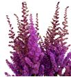 Astilbe black and blue 60 - ASTBLABLU1