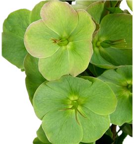 Helle magnificent bells 40 - HELMOLWHI