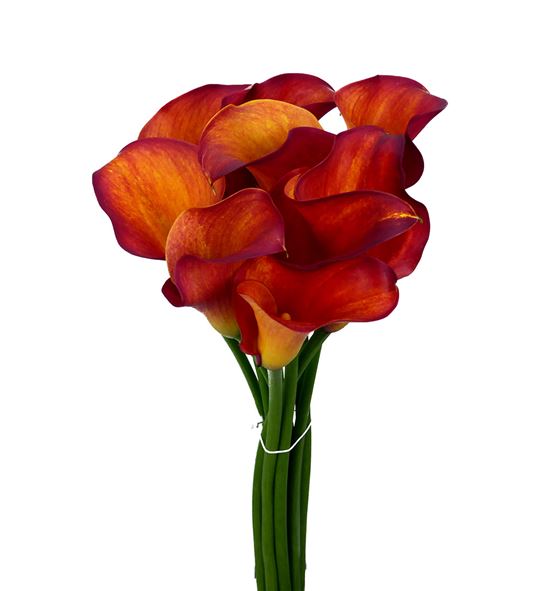 Cala captain trinity 70 - ZANCAPTRI