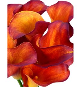 Cala captain trinity 70 - ZANCAPTRI