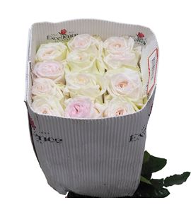 Rosa ecu white o hara 60 - REWHIOHAR