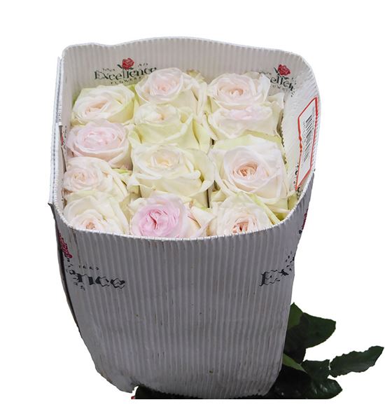 Rosa ecu white o hara 60 - REWHIOHAR