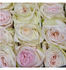 Rosa ecu white o hara 60 - REWHIOHAR