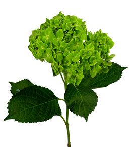 Hydr select shamrock 60 - HYDSLCEMEGRE