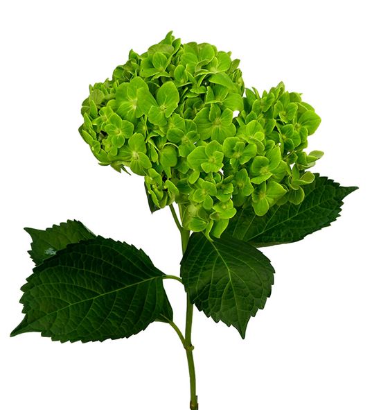 Hydr select shamrock 60 - HYDSLCEMEGRE