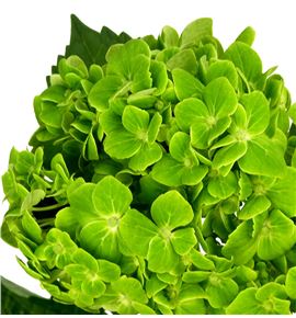 Hydr select shamrock 60 - HYDSLCEMEGRE