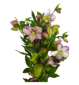 Helle queen picotee 40 - HELQUEPIC