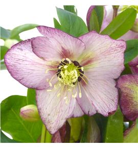 Helle queen picotee 40 - HELQUEPIC