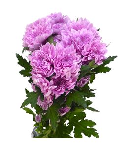 Marg hol suavecito - MHSUA