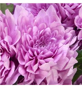 Marg hol suavecito - MHSUA