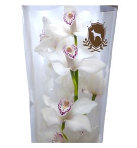 Cymbidium king peak x6 - CYMBKINPEA
