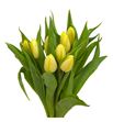 Tulipan crema prince 37 - TULCREPRI