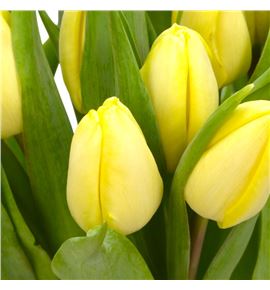 Tulipan crema prince 37 - TULCREPRI