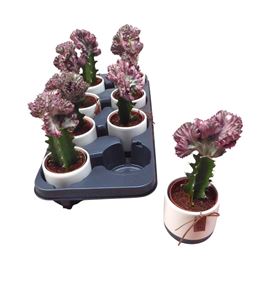 Pl. euphorbia diverso cristata 20cm x8 - EUPDIV850820