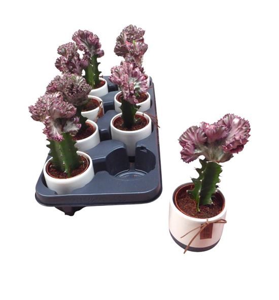 Pl. euphorbia diverso cristata 20cm x8 - EUPDIV850820