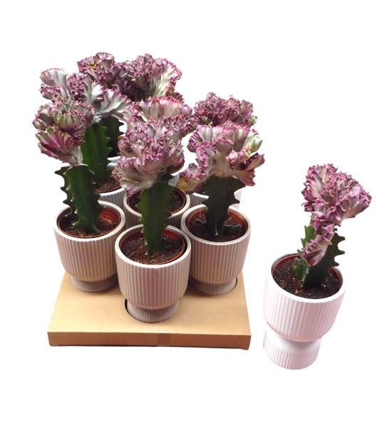 Pl. euphorbia diverso cristata 20cm x8 - EUPDIV81020