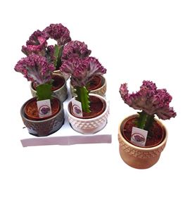 Pl. euphorbia diverso cristata 25cm x6 - EUPDIV61225