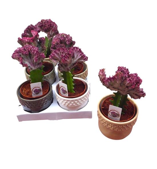 Pl. euphorbia diverso cristata 25cm x6 - EUPDIV61225