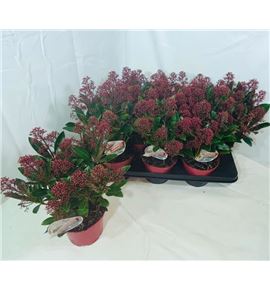 Pl. skimmia rubella 40cm x6 - SKIRUB61535