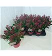 Pl. skimmia rubella 40cm x6 - SKIRUB61535