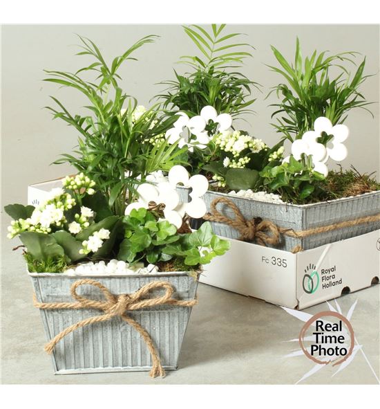 Pl. composicion planta interior 30cm x3 - COMPLAINT31930