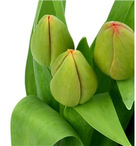 Tulipan novi sun 40 - TULNOVSUN