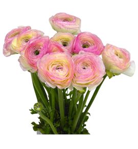 Ranunculo cloni blanco rose 45 - RANCLOBLAROS