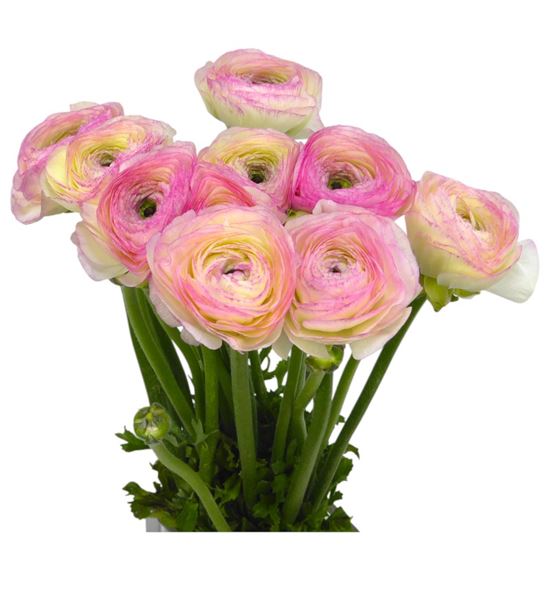 Ranunculo cloni blanco rose 45 - RANCLOBLAROS