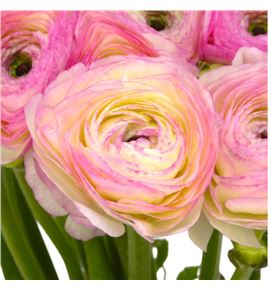 Ranunculo cloni blanco rose 45 - RANCLOBLAROS