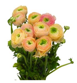 Ranunculo cloni salmon 44 - RANCLOSAL