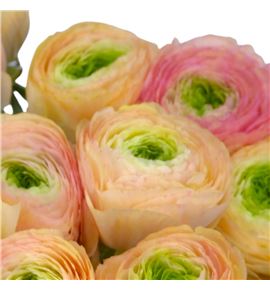 Ranunculo cloni salmon 44 - RANCLOSAL