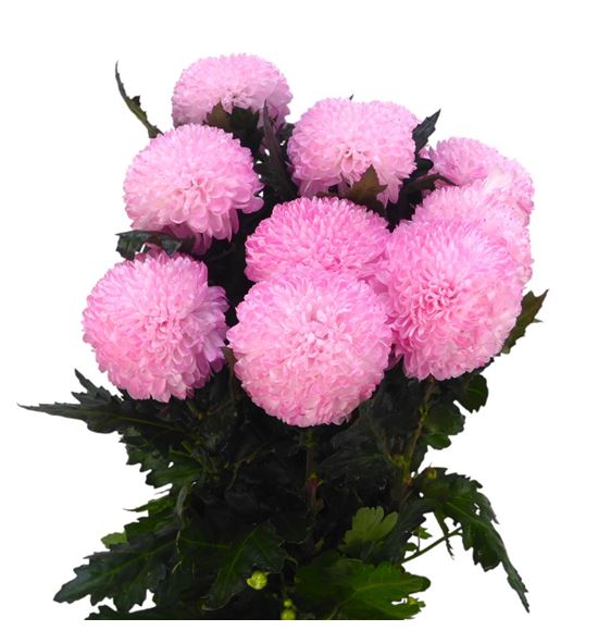 Cr teñido sweet rose 70 - CRGTENSWEROS