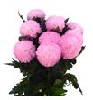 Cr teñido sweet rose 70 - CRGTENSWEROS