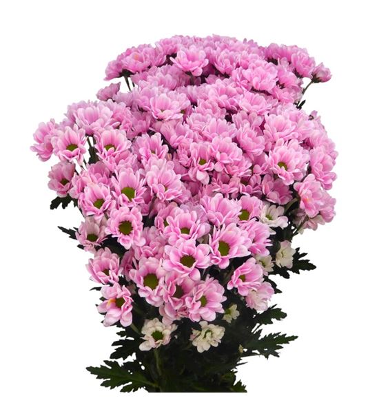 Cr santini bowie soft pink 55 - CRSBOWSOFPIN