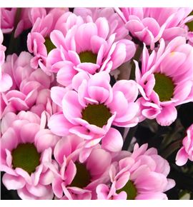 Cr santini bowie soft pink 55 - CRSBOWSOFPIN