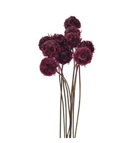 Scabiosa teñido granate 60 - SCATENGRA
