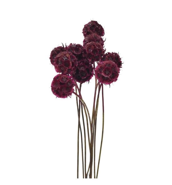 Scabiosa teñido granate 60 - SCATENGRA