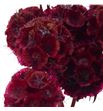 Scabiosa teñido granate 60 - SCATENGRA1