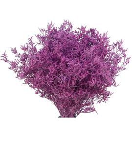 Limonium teñido nieuw rose 70 - LIMTENNIEROS