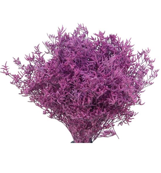 Limonium teñido nieuw rose 70 - LIMTENNIEROS