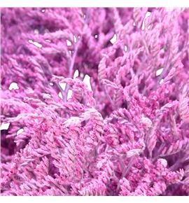 Limonium teñido nieuw rose 70 - LIMTENNIEROS