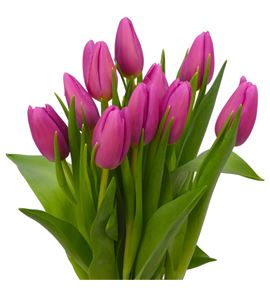 Tulipan airbus 36 - TULAIR