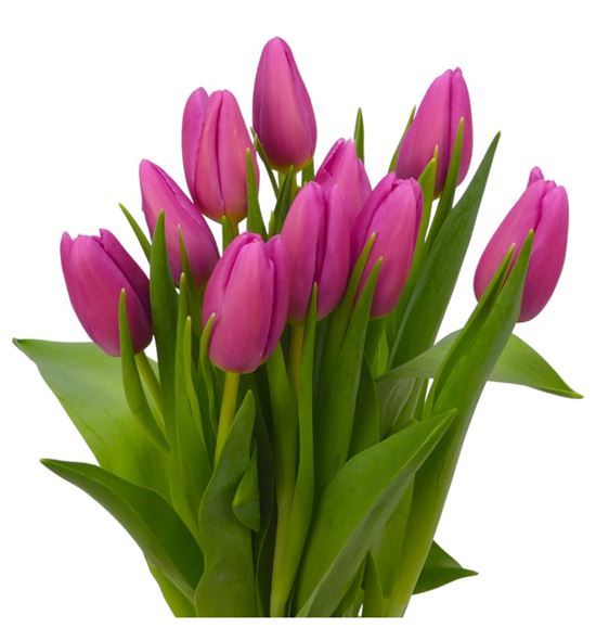 Tulipan airbus 36 - TULAIR